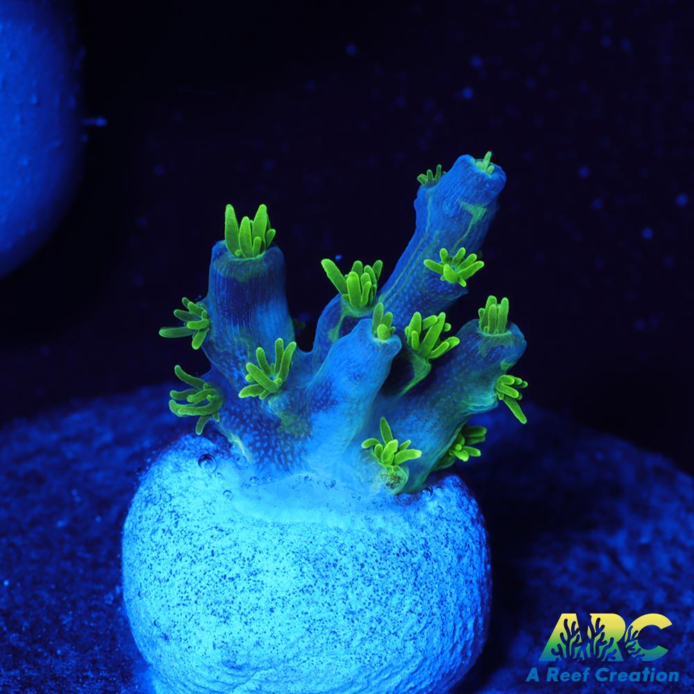 RRC Marvin the Martian