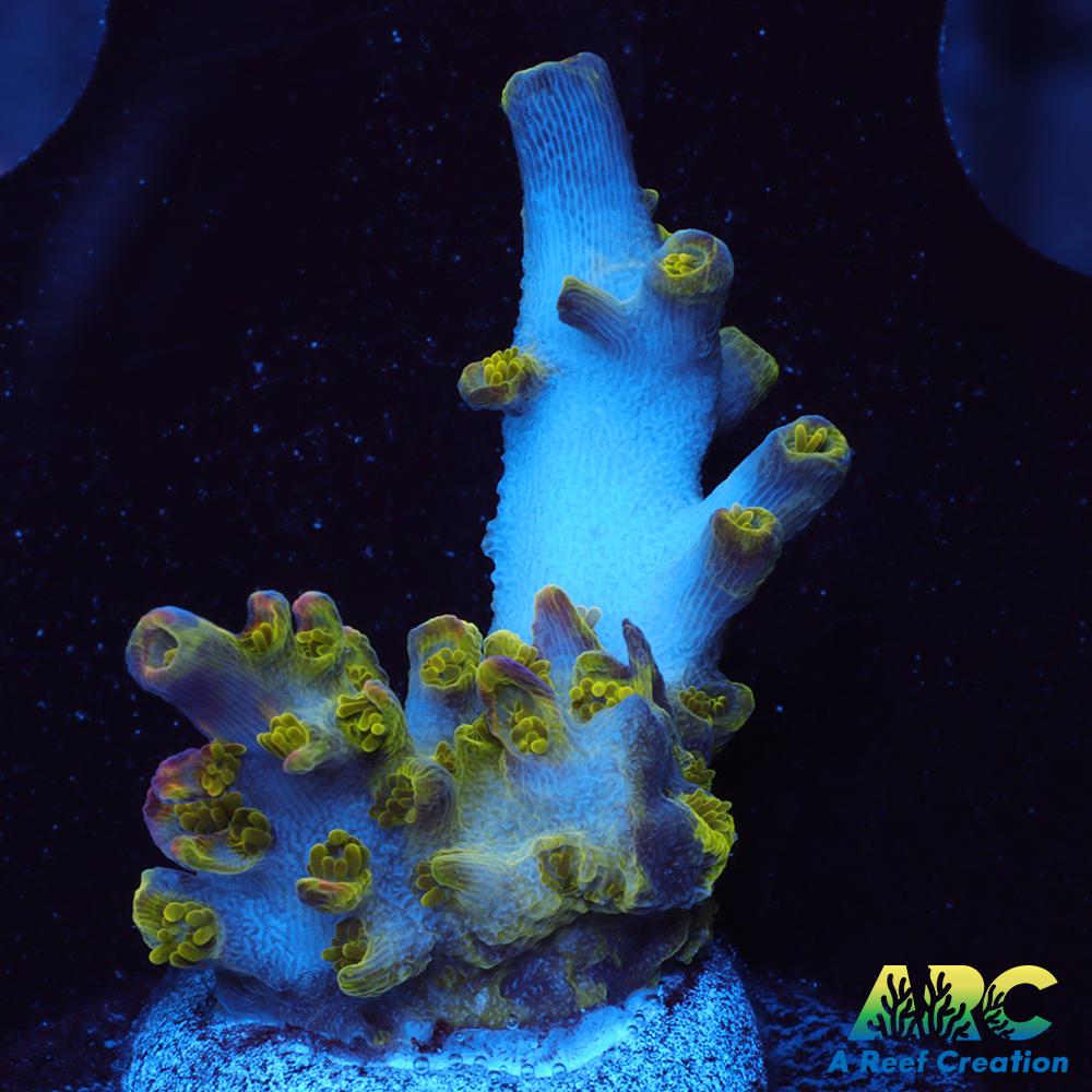 Sanjay's Wrecking Ball