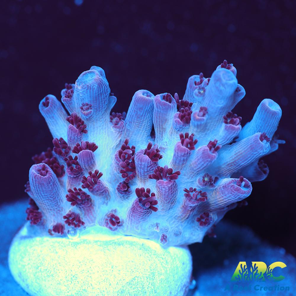 ARC Pomegranate Table