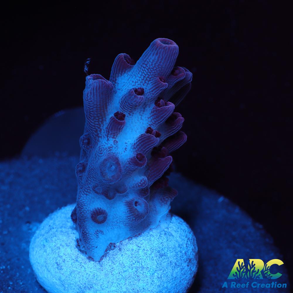 ARC Pomegranate Table