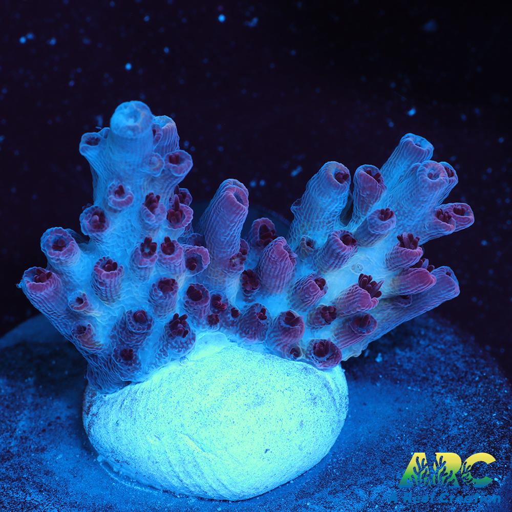 ARC Pomegranate Table