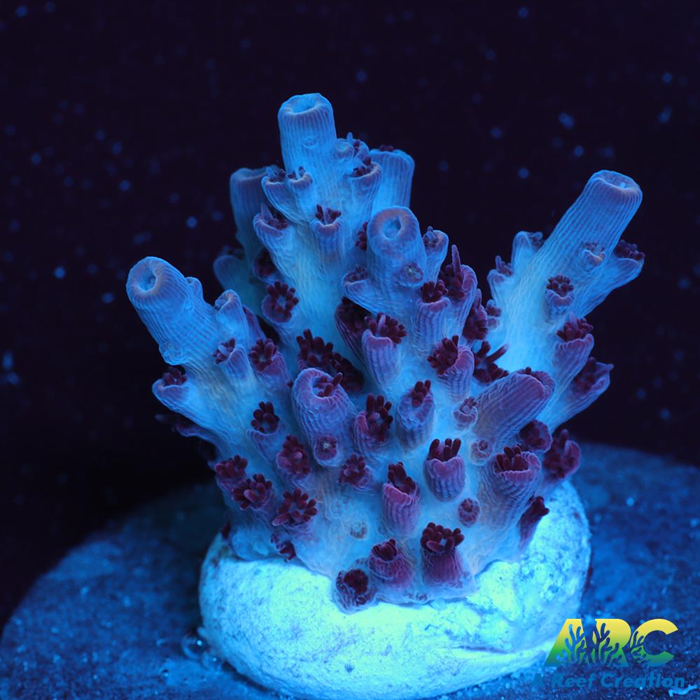 ARC Pomegranate Table