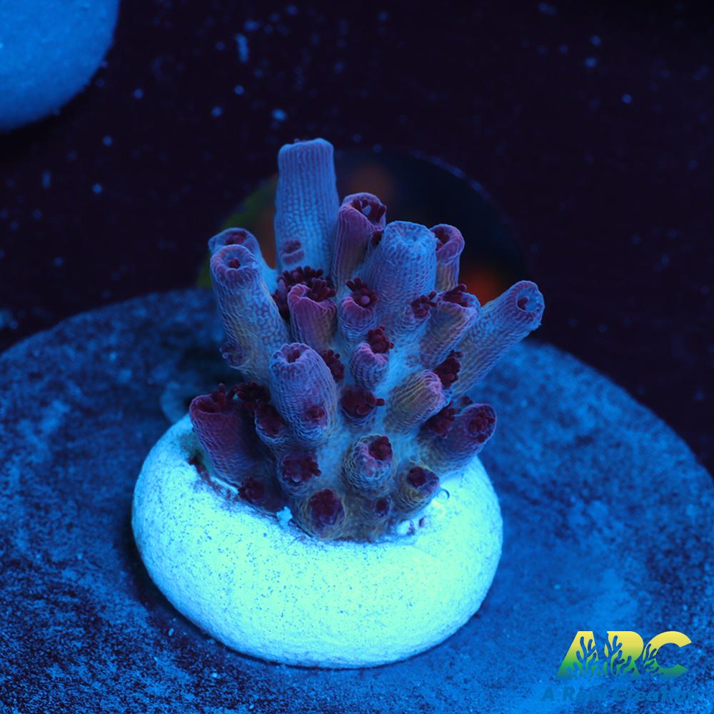 ARC Pomegranate Table