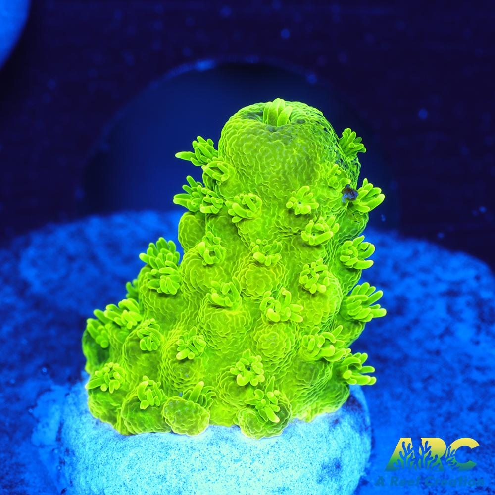 ARC RandyO's Humilis