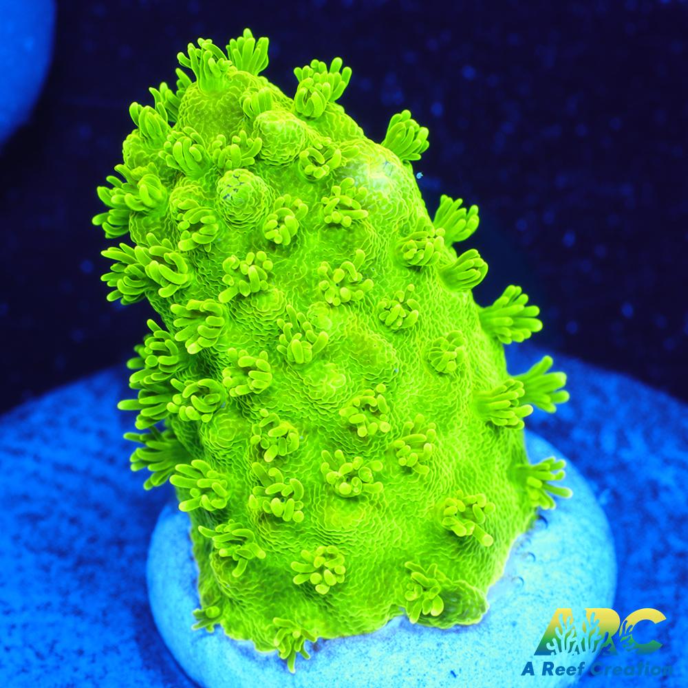 ARC RandyO's Humilis