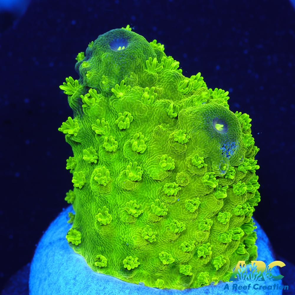 ARC RandyO's Humilis