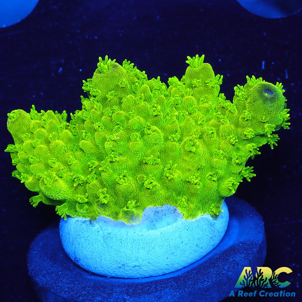 ARC RandyO's Humilis