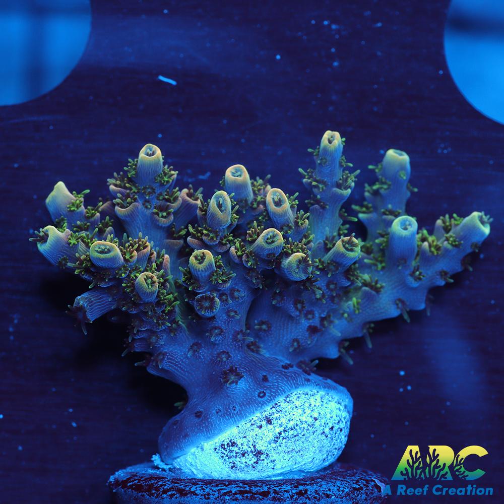 Sanjay's Party Time Table