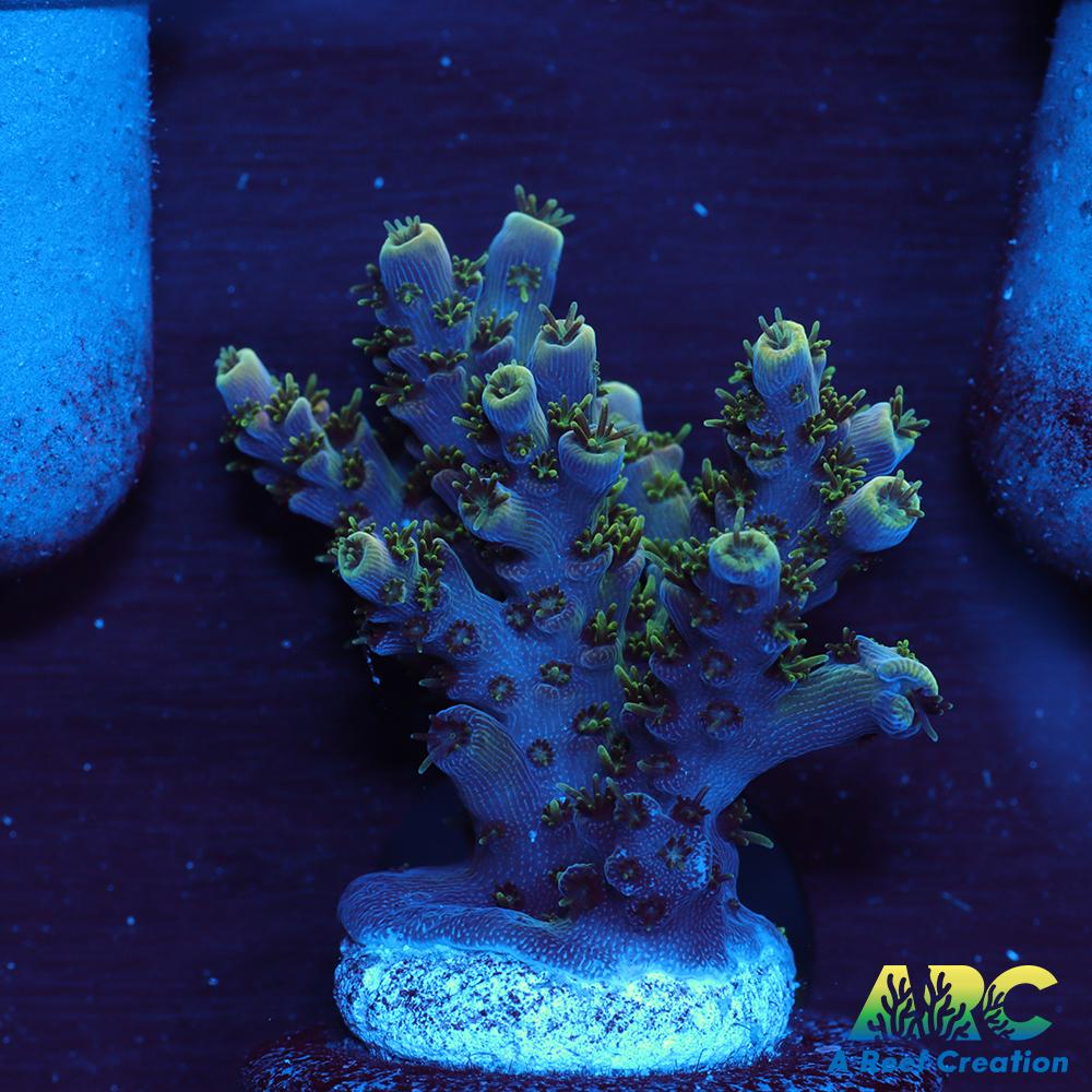 Sanjay's Party Time Table