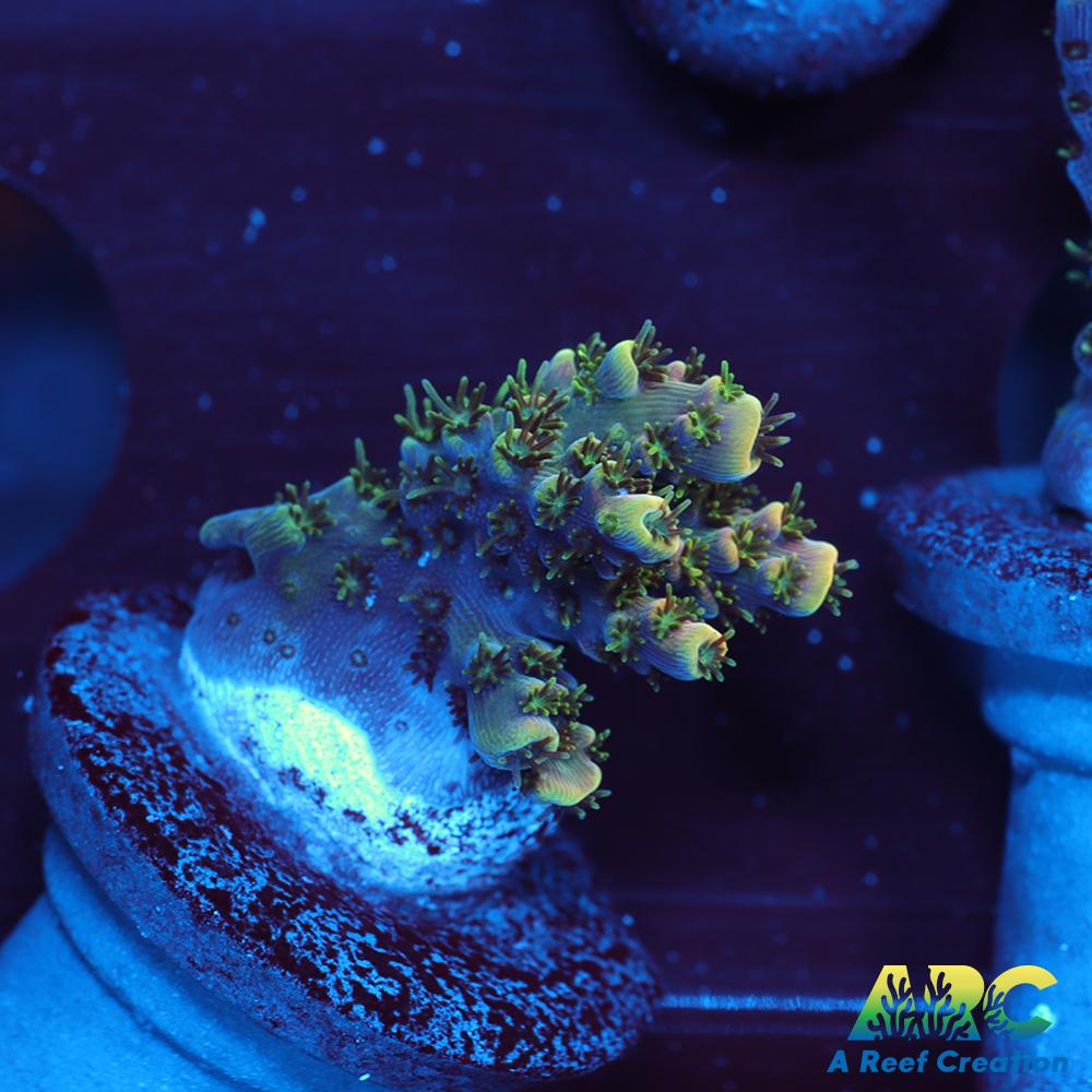 Sanjay's Party Time Table