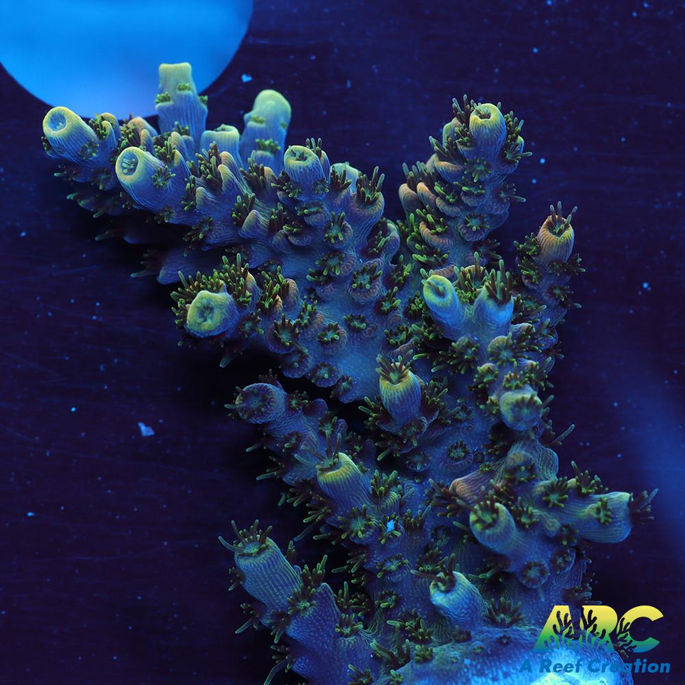 Sanjay's Party Time Table