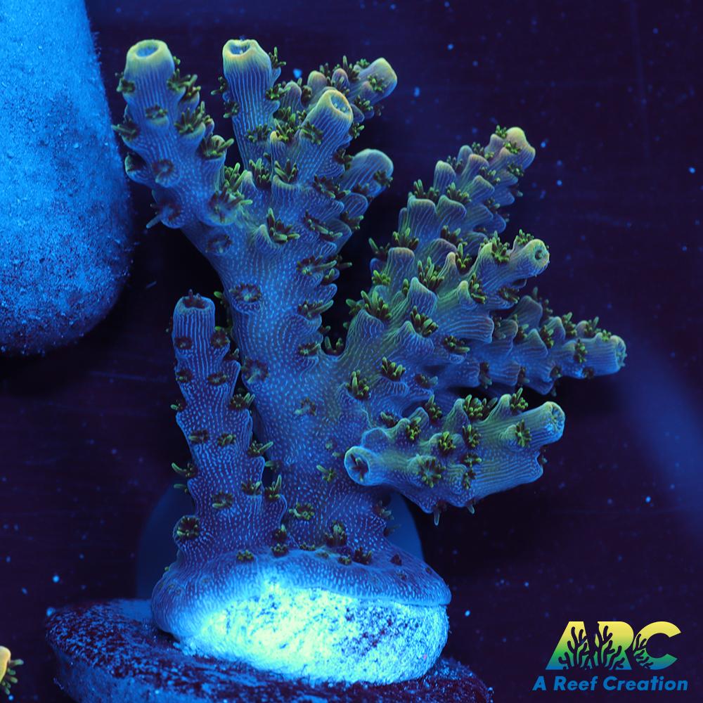 Sanjay's Party Time Table