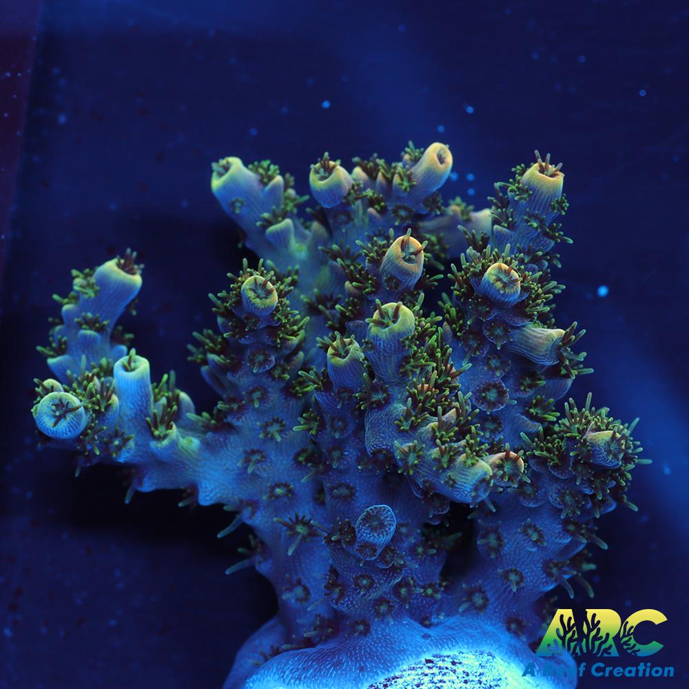 Sanjay's Party Time Table