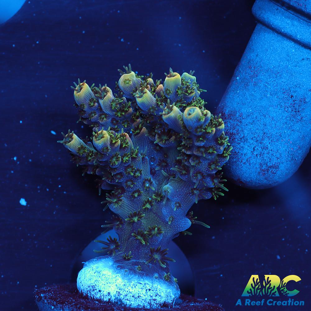 Sanjay's Party Time Table