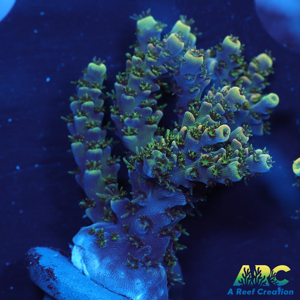 Sanjay's Party Time Table