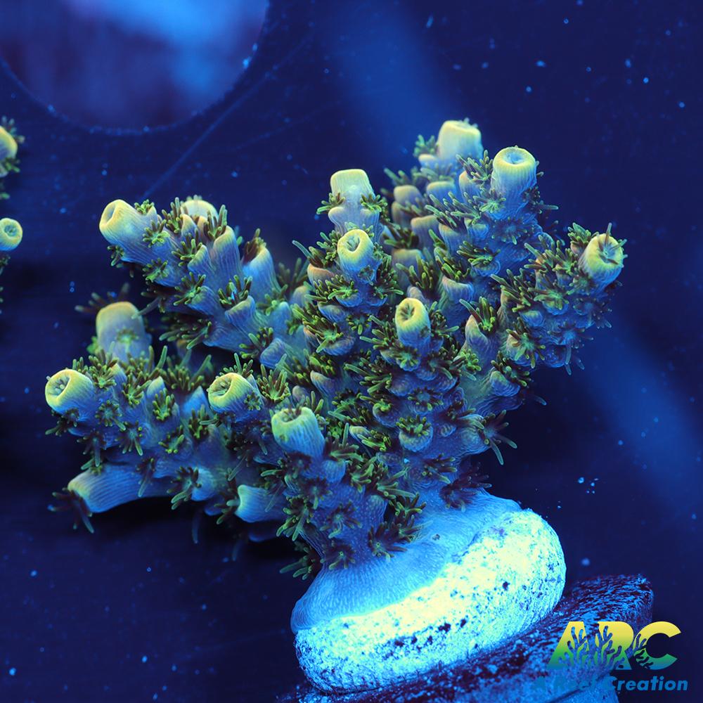 Sanjay's Party Time Table