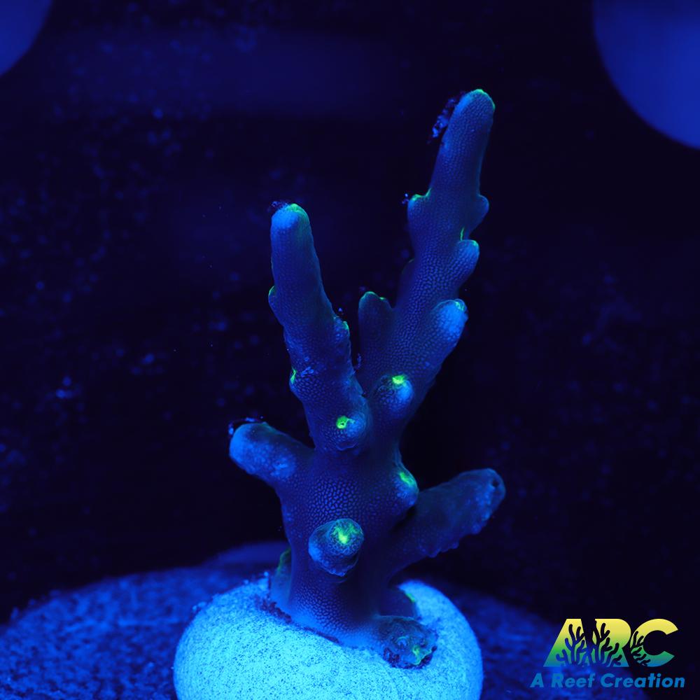 CC Needle in a Haystack