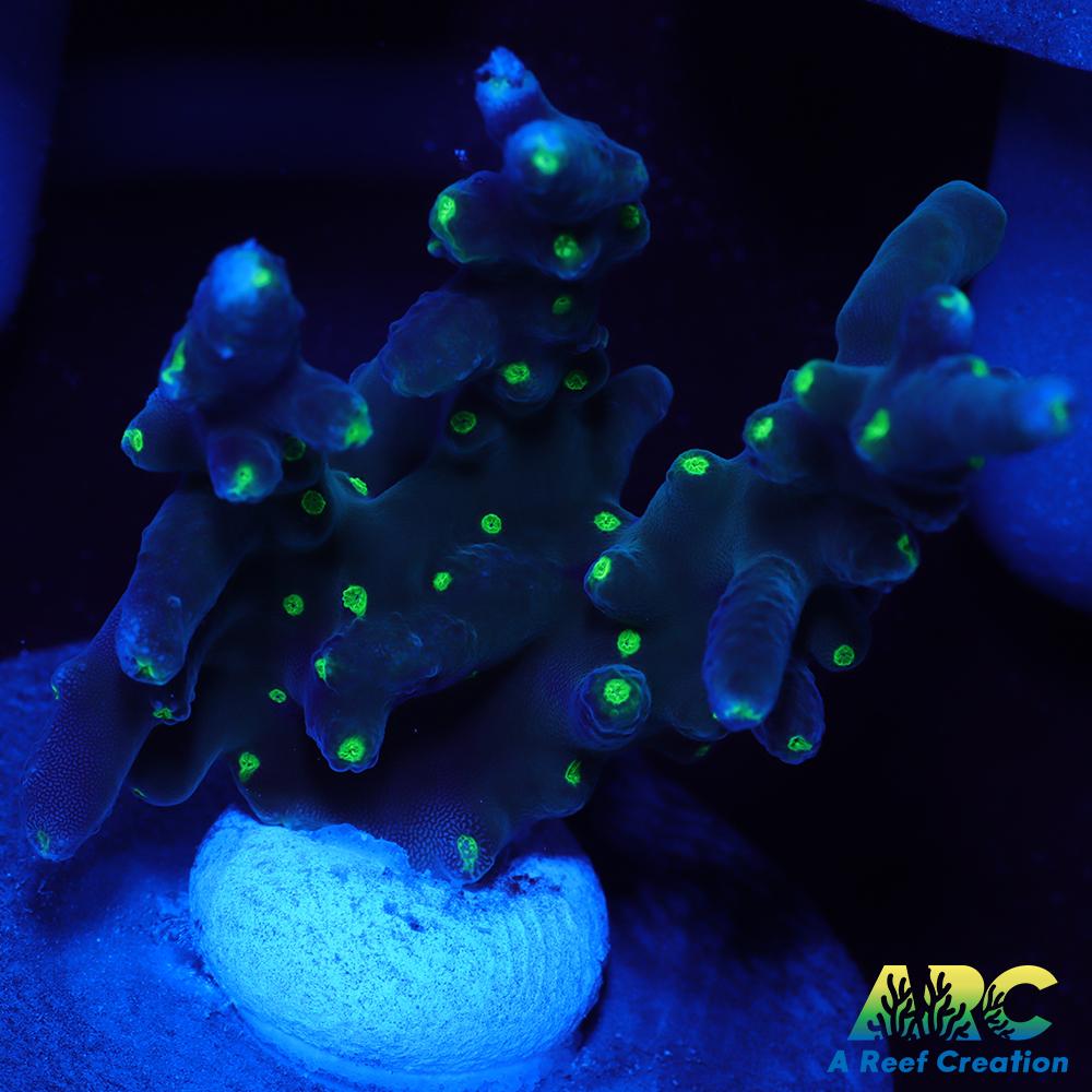 CC Needle in a Haystack