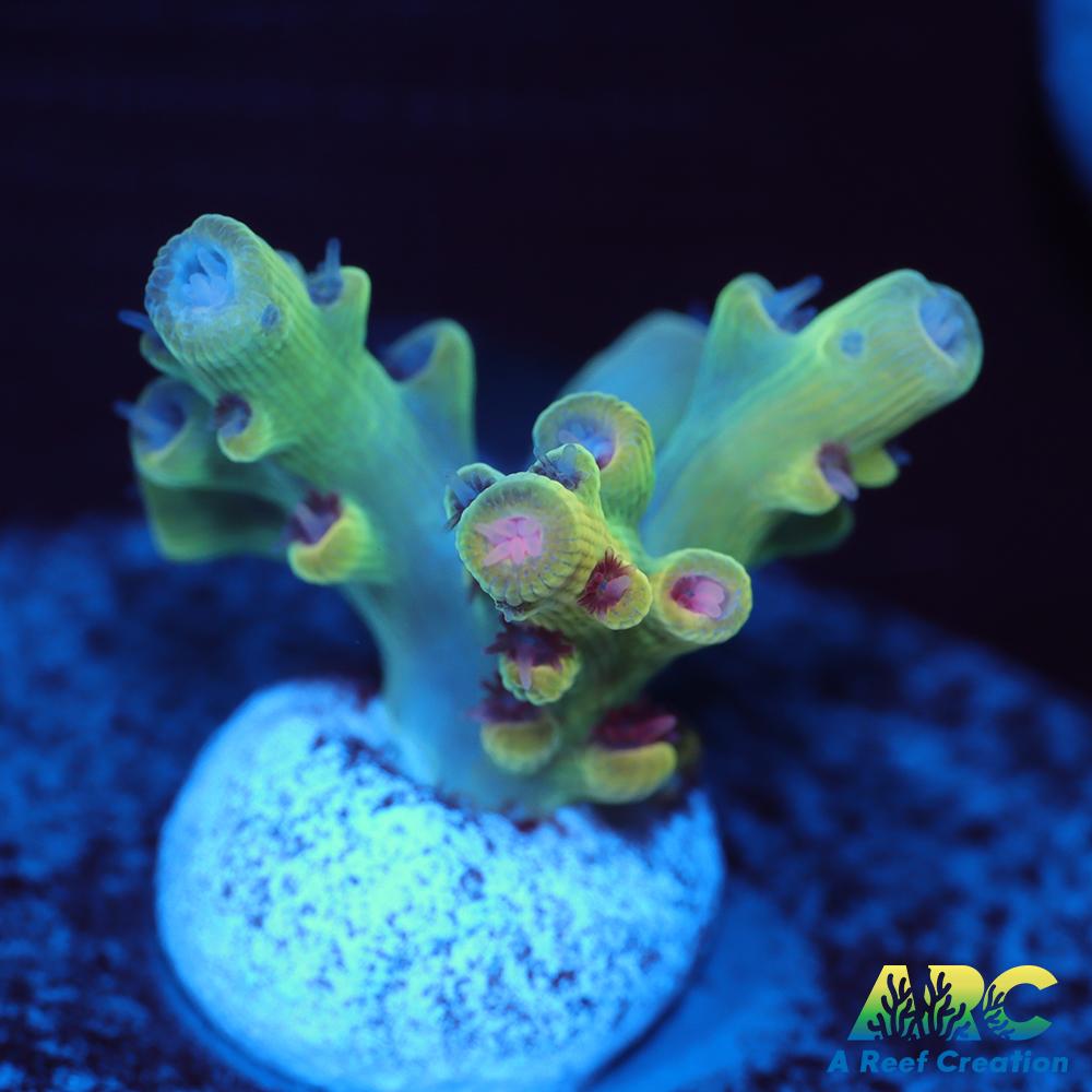 BK Chem Creme de la Creme