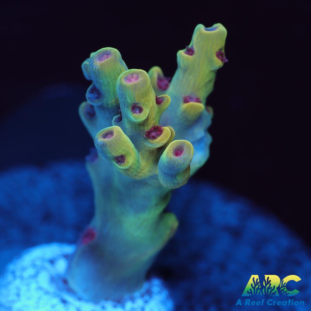 BK Chem Creme de la Creme