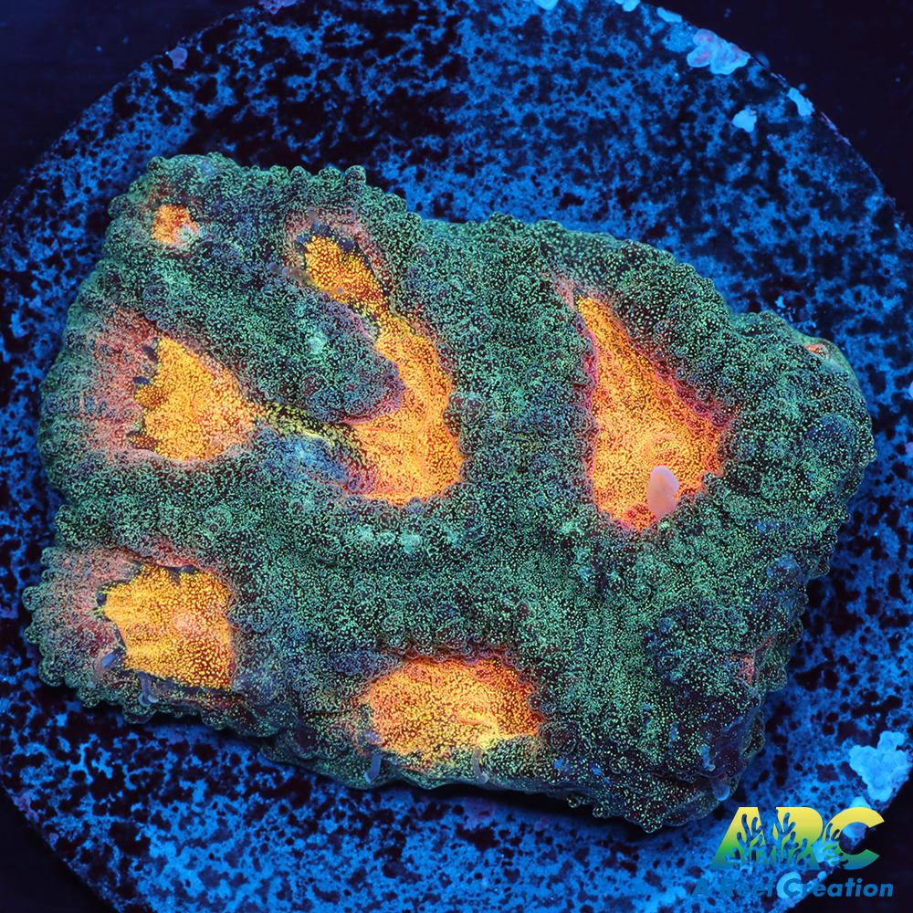 Mia's Pot of Gold Favia