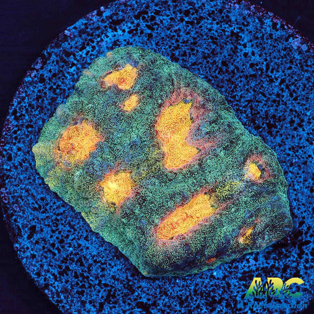 Mia's Pot of Gold Favia