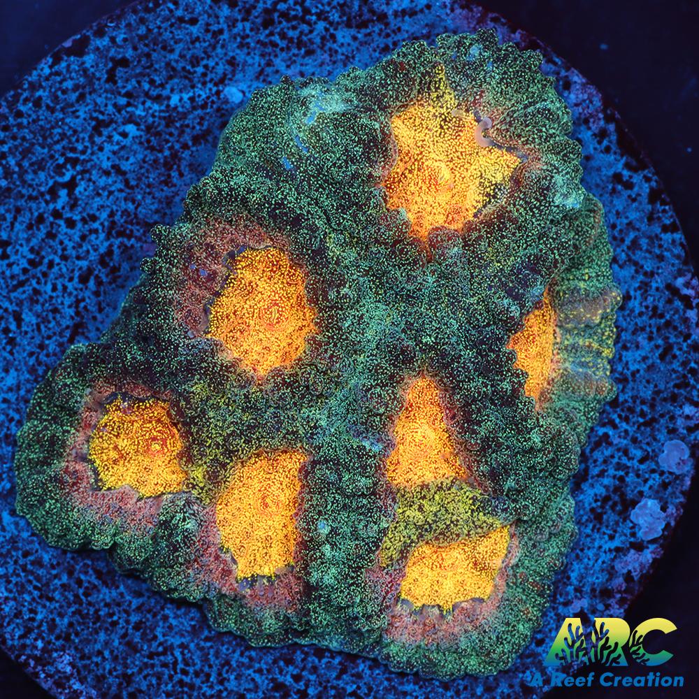 Mia's Pot of Gold Favia