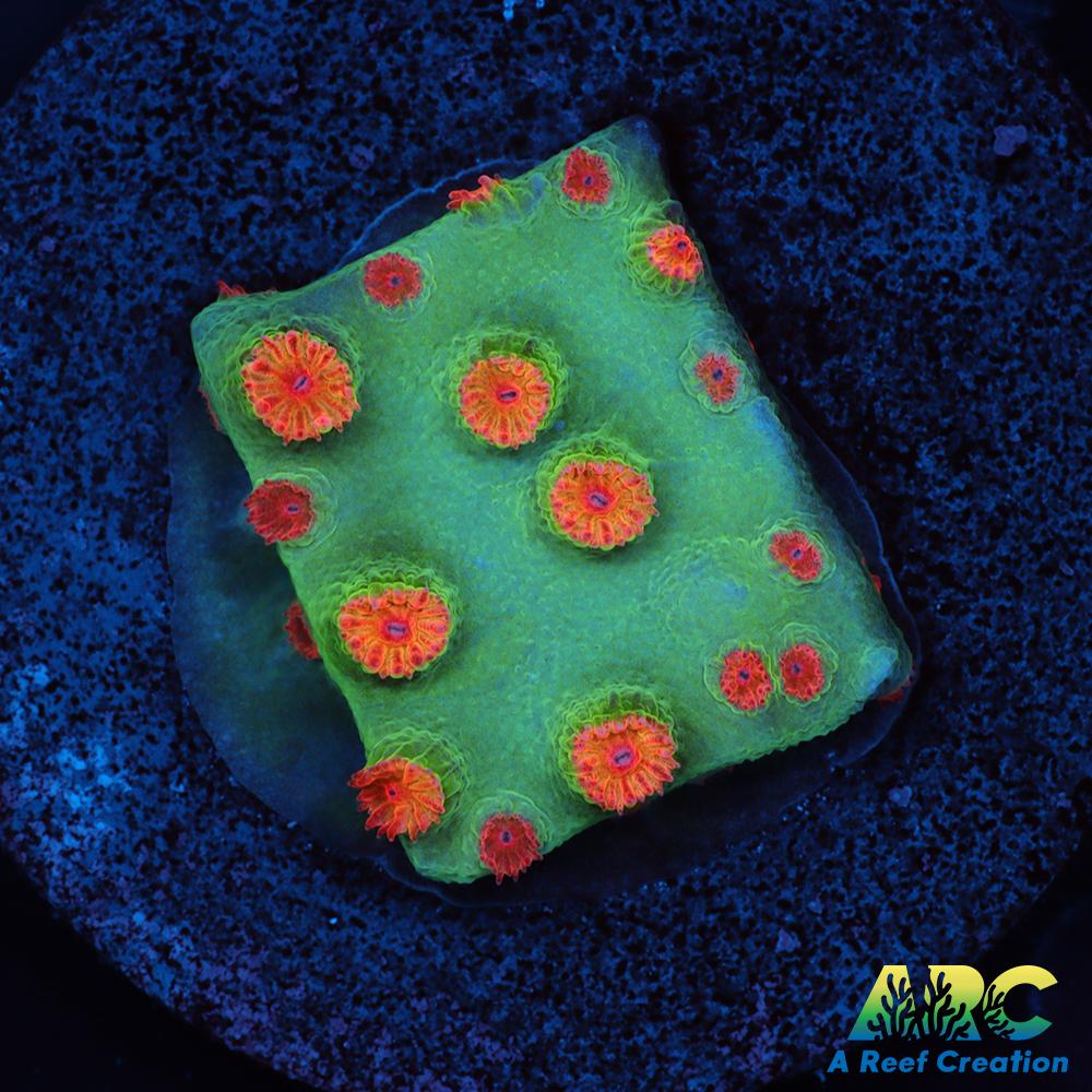 Meteor Shower Cyphastrea