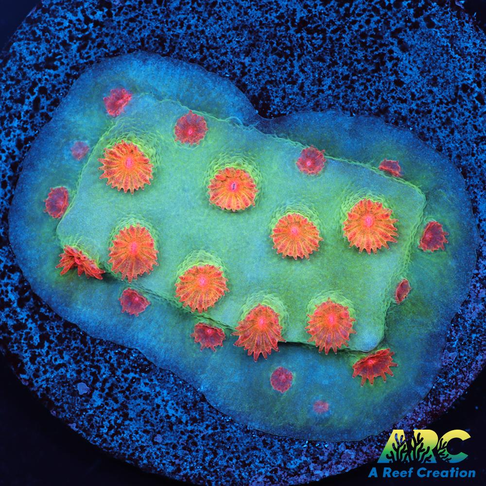 Meteor Shower Cyphastrea