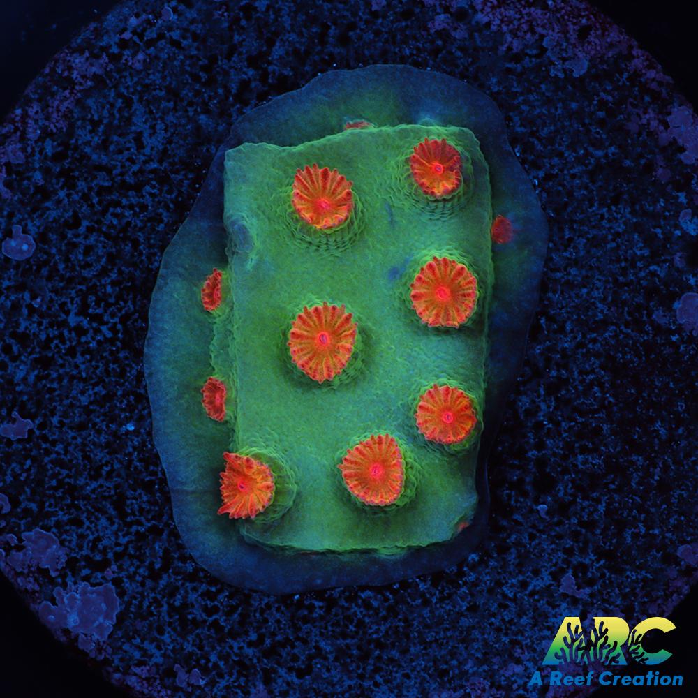 Meteor Shower Cyphastrea