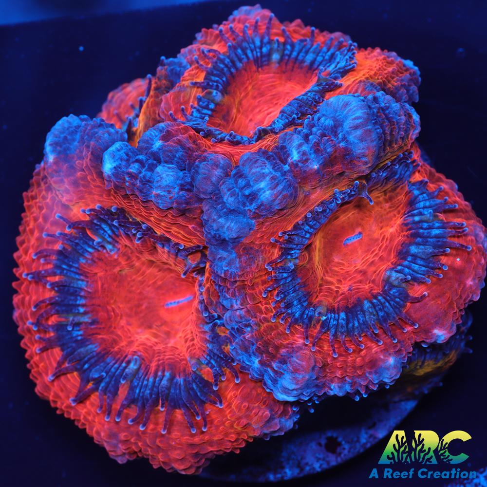 Red and Blue Acan