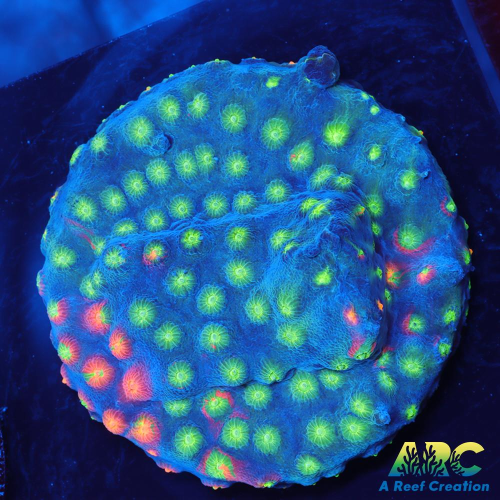 ARC Monet's Maddness