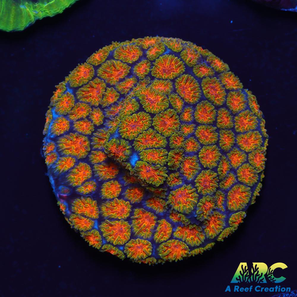 John Deer Leptastrea