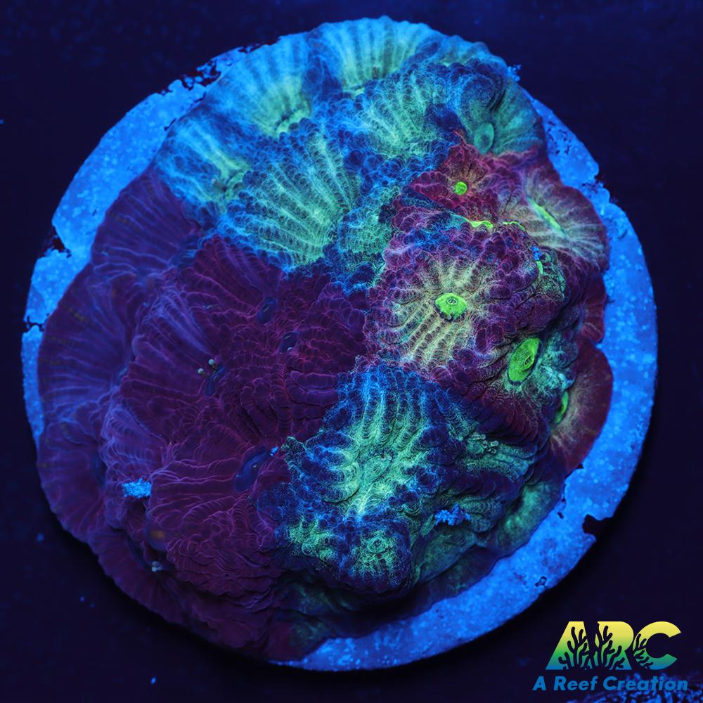 ARC God of War Coral