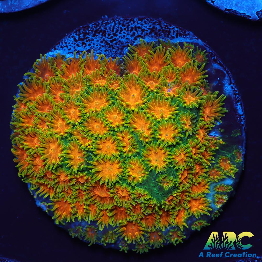 RRC Polkaroo Leptastrea