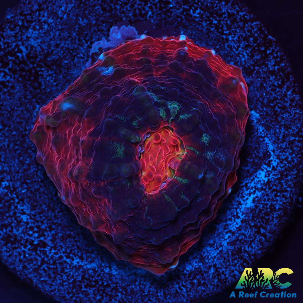 ARC Raging Rivers Chalice