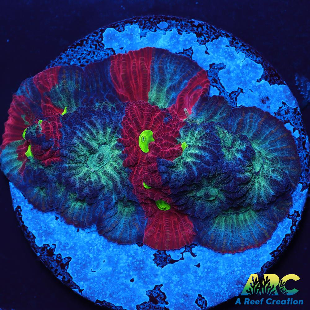 ARC God of War Coral