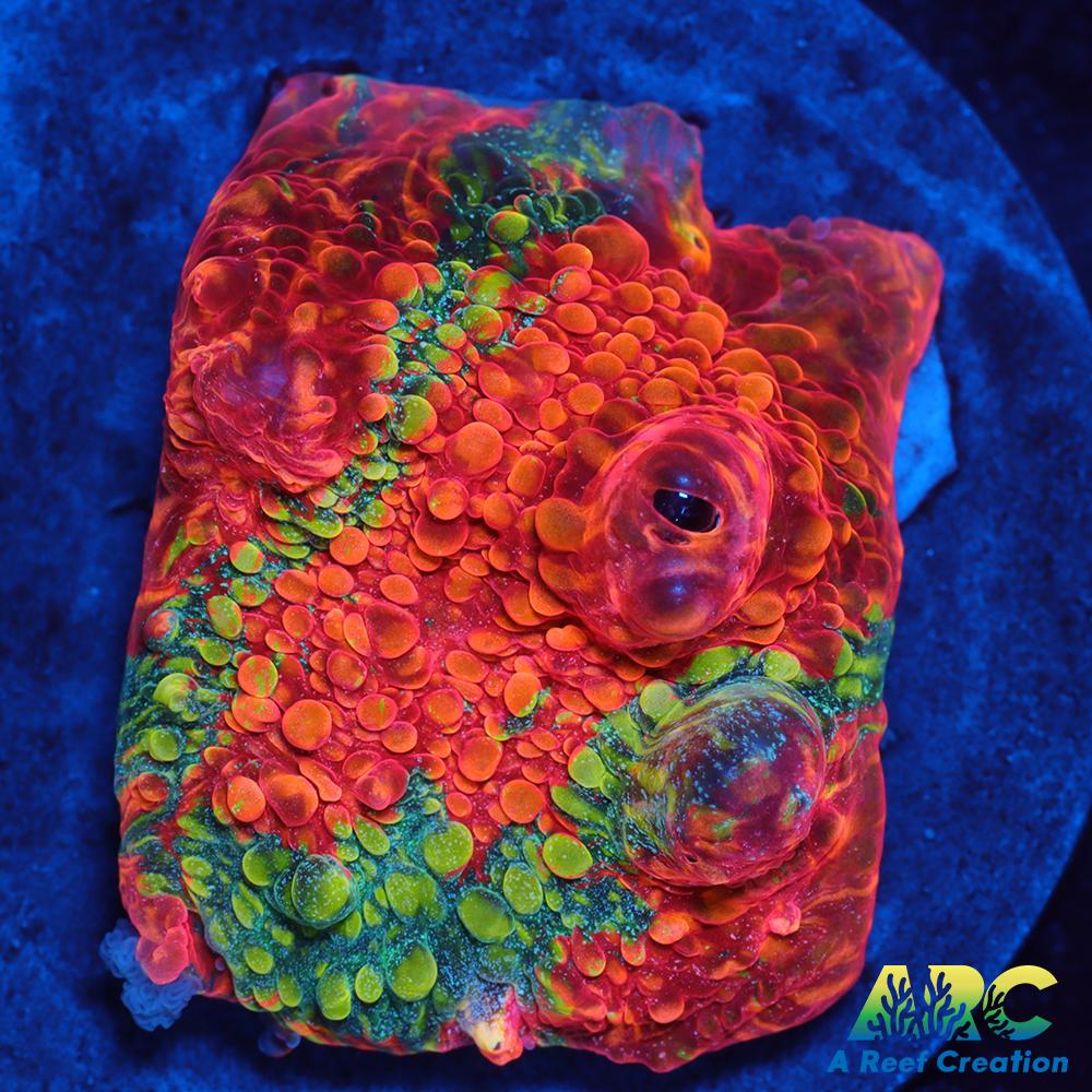 OG Trop's Overdose Chalice