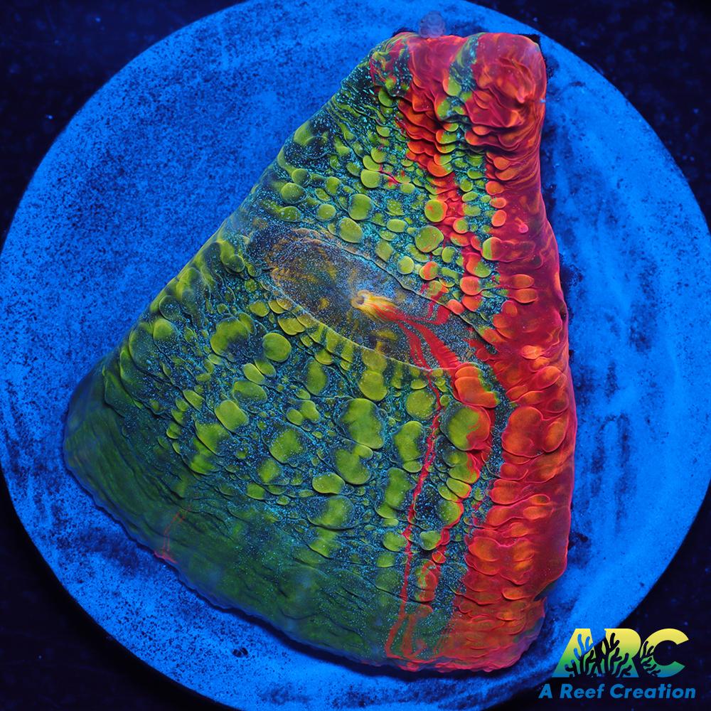 OG Trop's Overdose Chalice