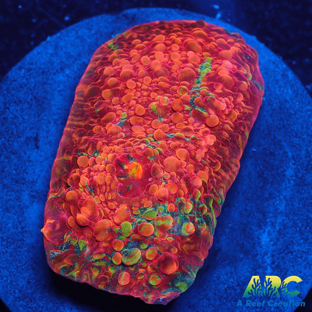 OG Trop's Overdose Chalice