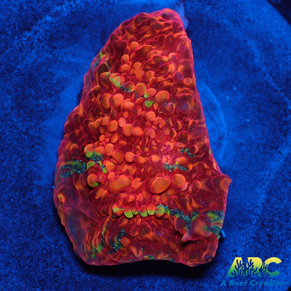 OG Trop's Overdose Chalice