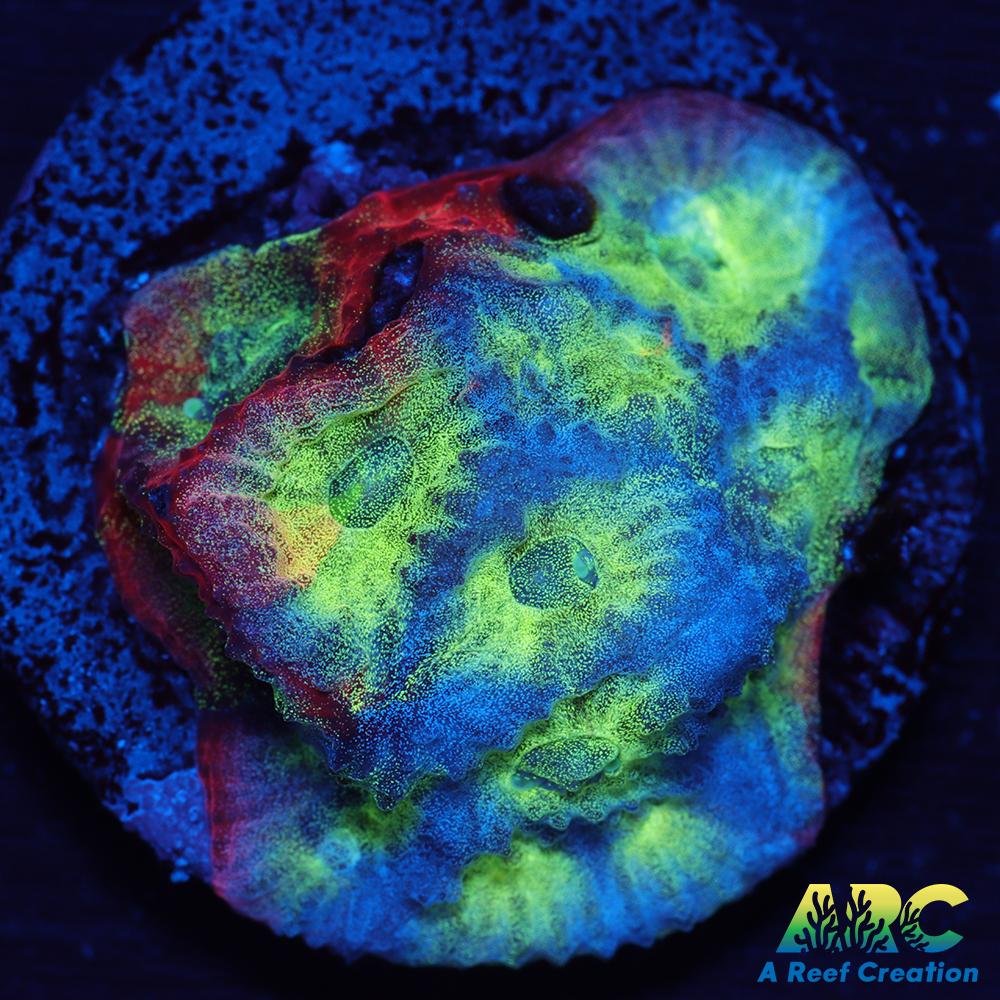 ARC God of War Coral