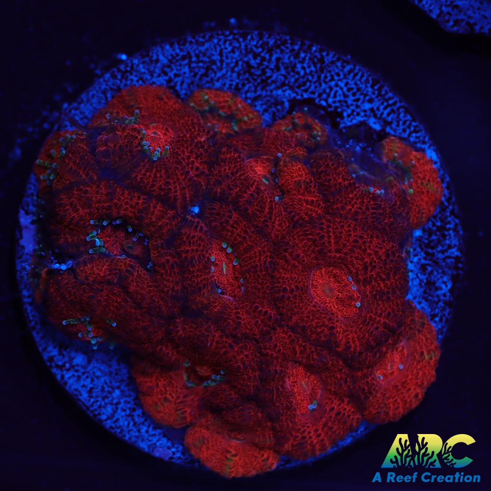 ARC Red Velvet Micromussa