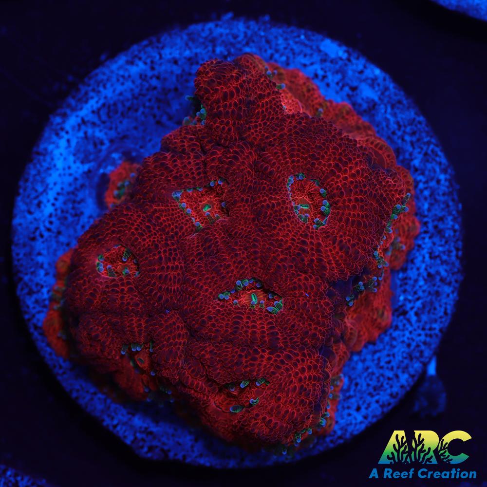 ARC Red Velvet Micromussa