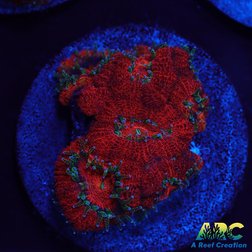 ARC Red Velvet Micromussa