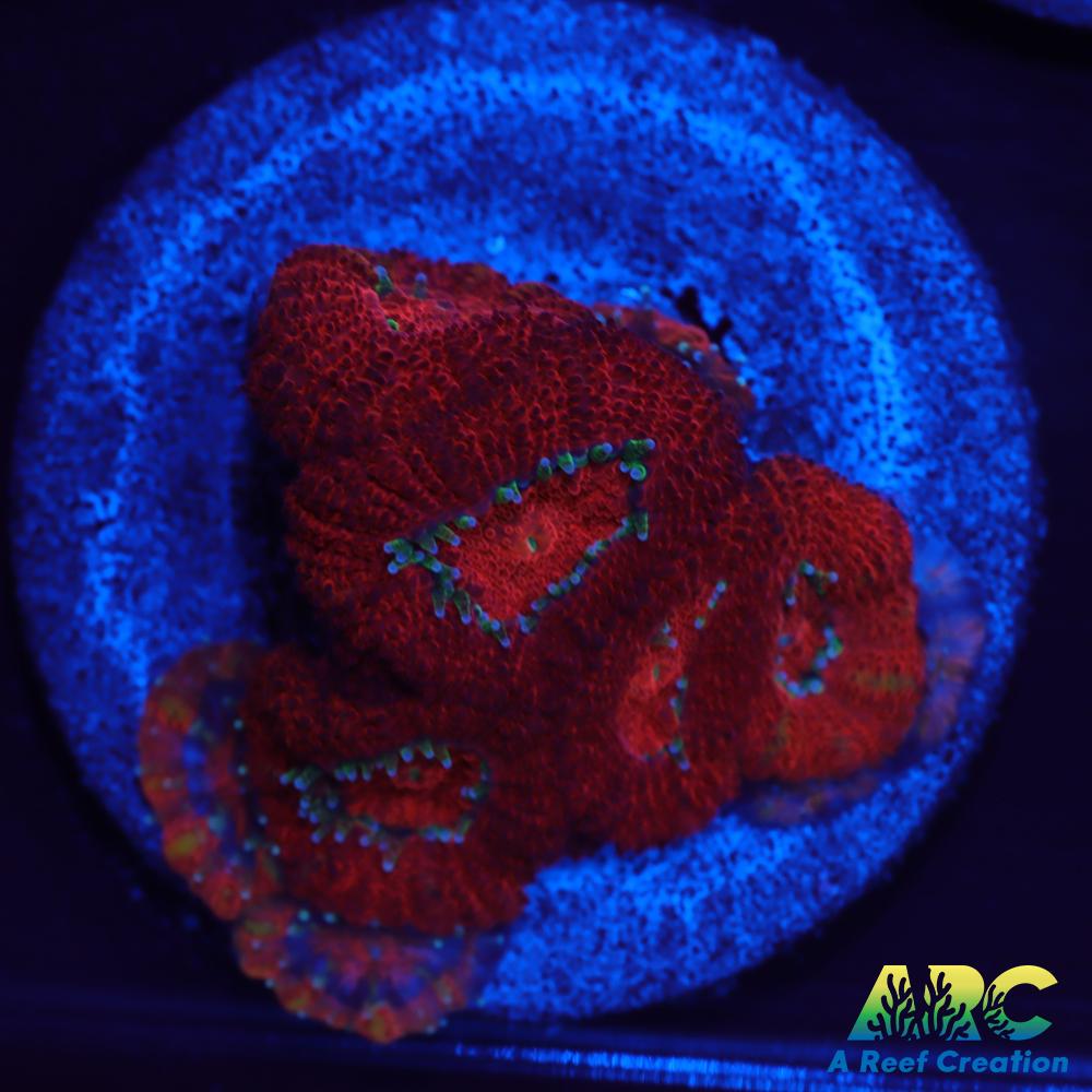 ARC Red Velvet Micromussa