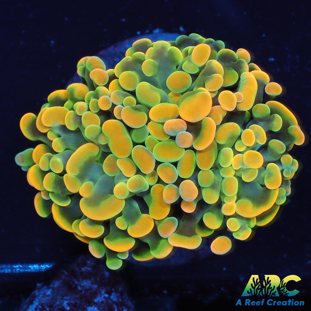 ARC Goldsmith Hammer