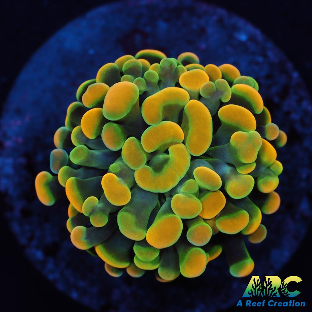 ARC Goldsmith Hammer