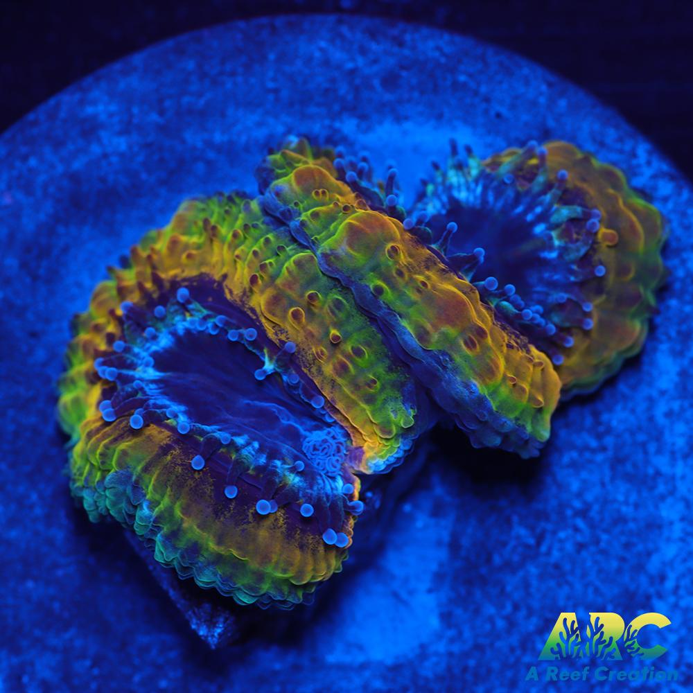 Rebecca's Rastafarian Acan