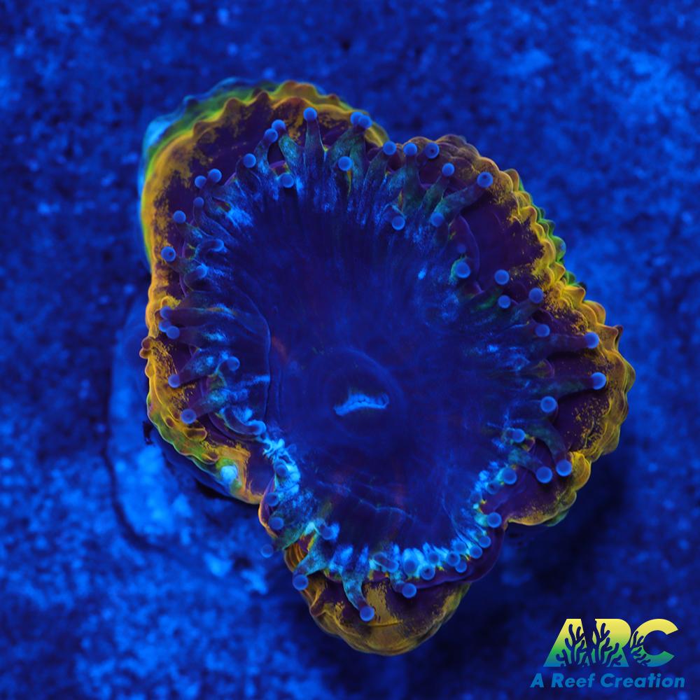 Rebecca's Rastafarian Acan